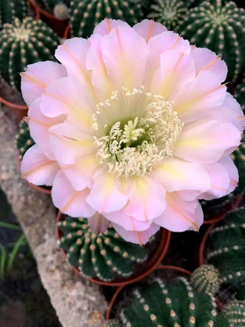 粉花黑金刚 带香味大花