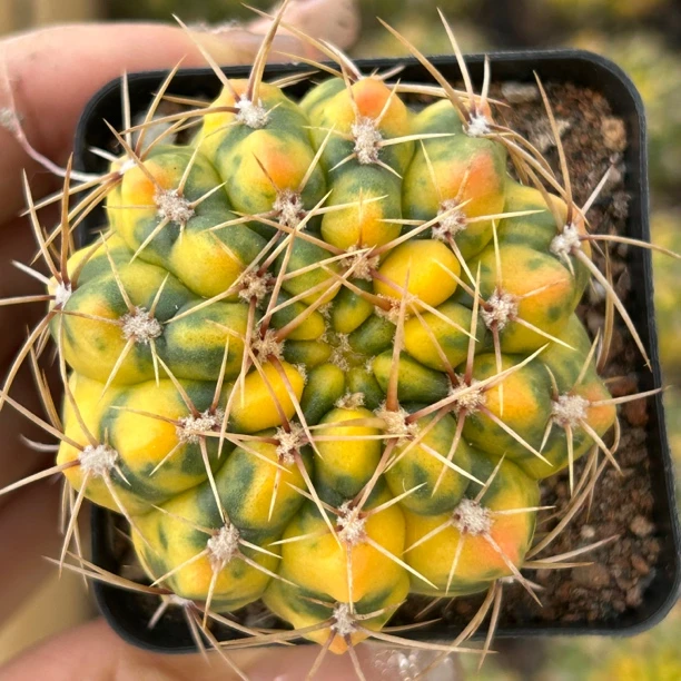 小号耕耘锦(满18包邮)