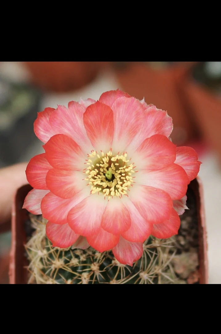 （丽花）红羽仙人球