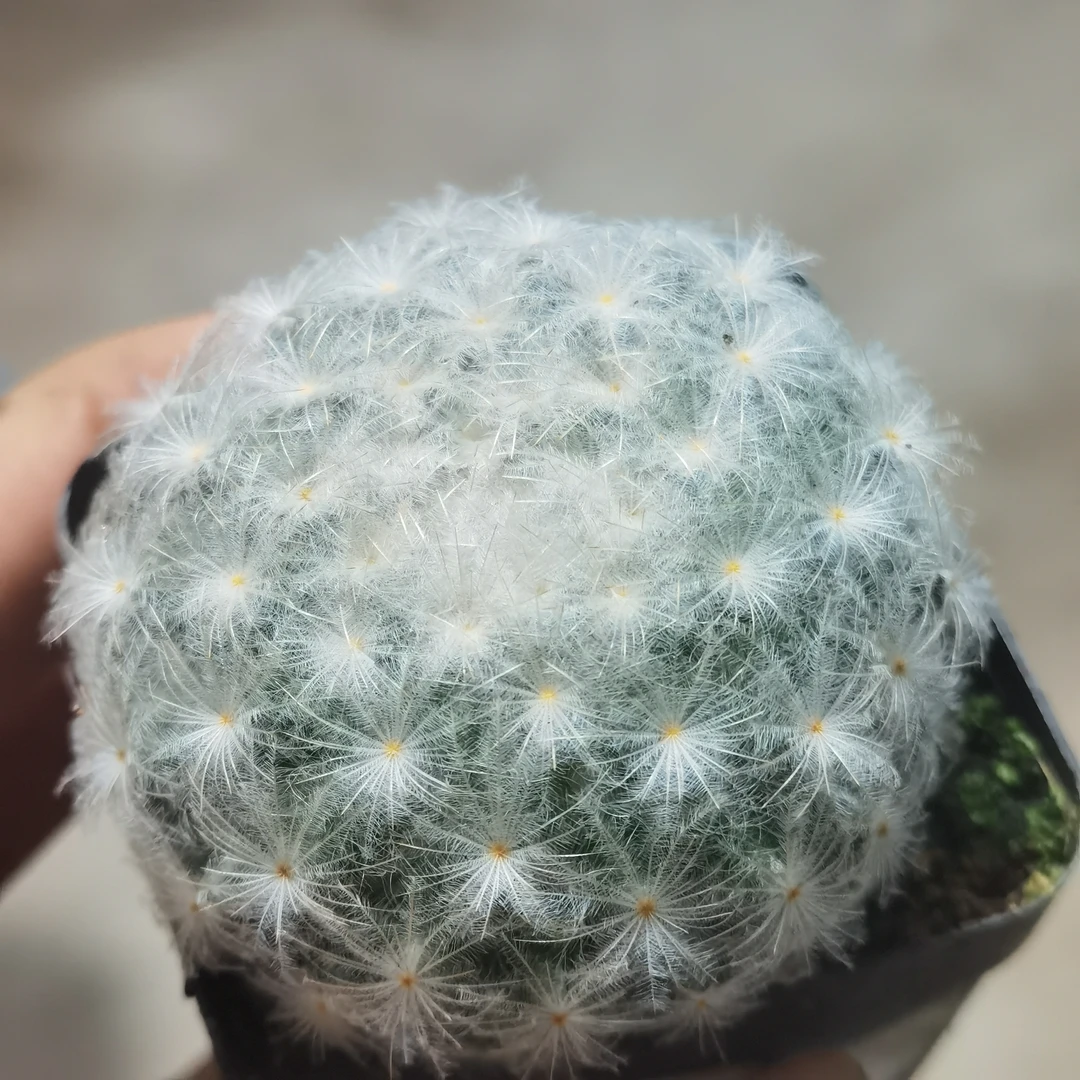 小号白星仙人球（满18包邮）