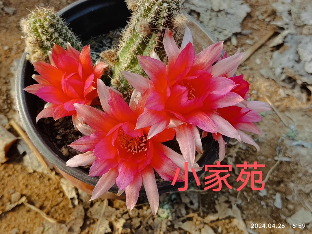 进口白檀火凤凰自根仙人球