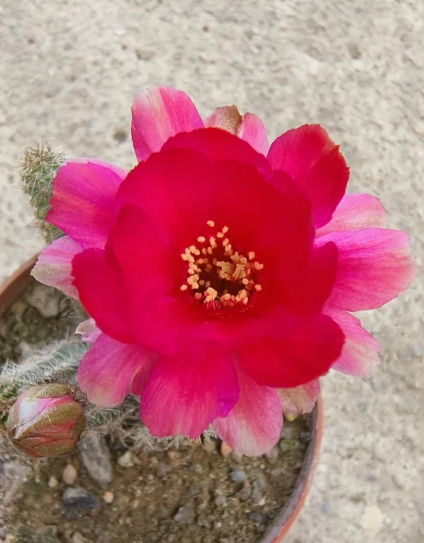红花布鲁斯白檀（满18包邮）