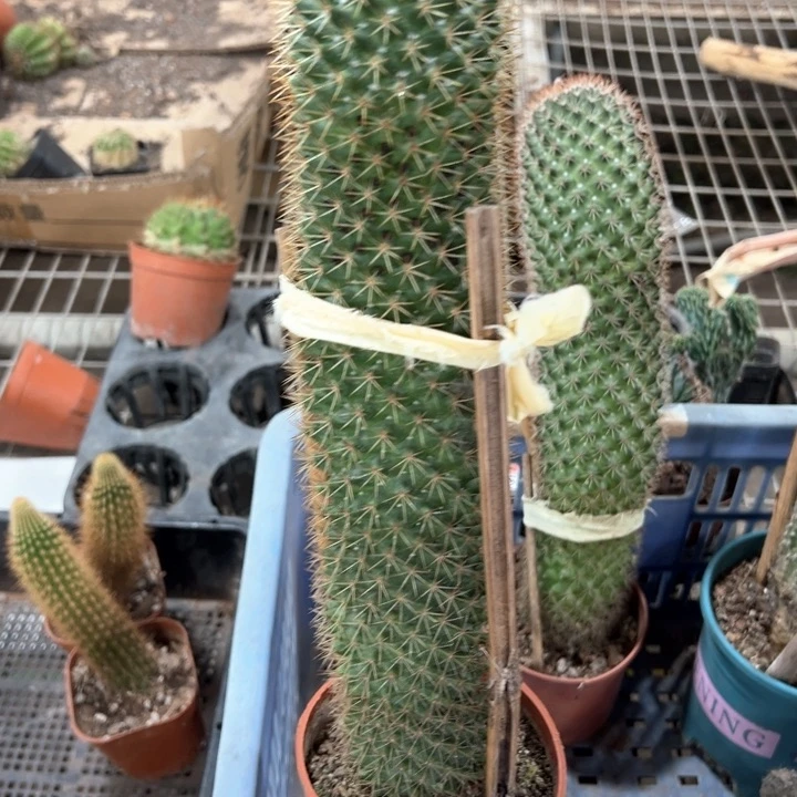 实生根红花锦丸23.8仙人球