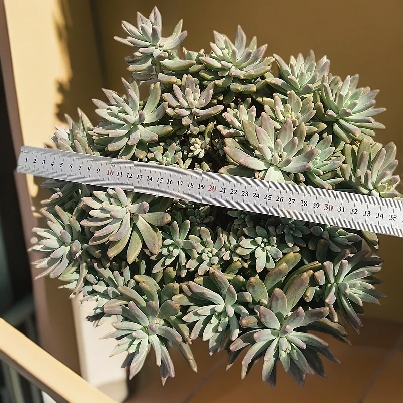 超大【秋丽】多肉植物