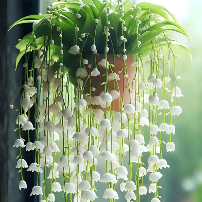 【稀有品种】铃兰花盆栽花卉绿植四季开花外耐寒耐人易活浓香盆栽型