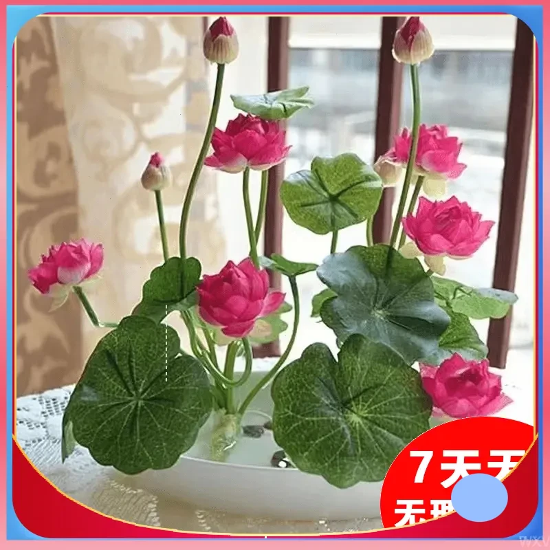 四季开花水培无土种植睡莲耐热水养水培碗莲荷花盆栽花绿植花卉