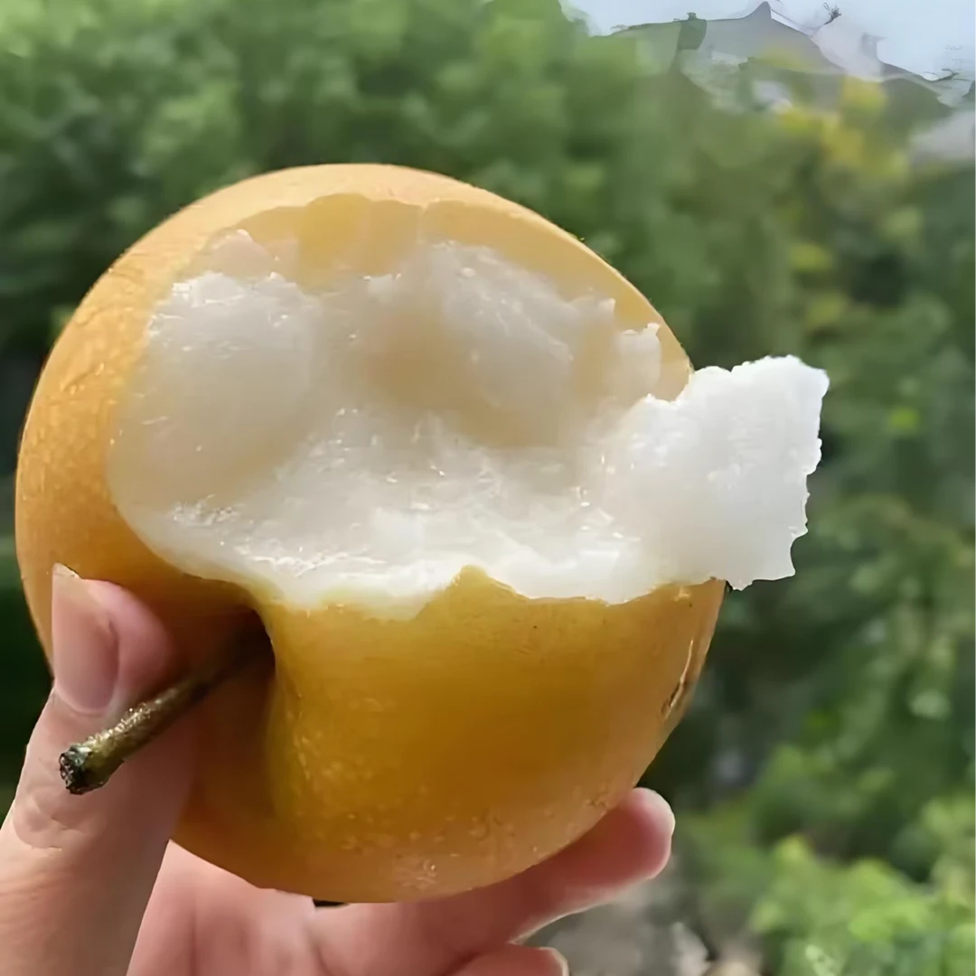 秋月梨1.5斤3斤水果礼盒整箱直发应季新鲜水果莱阳直发