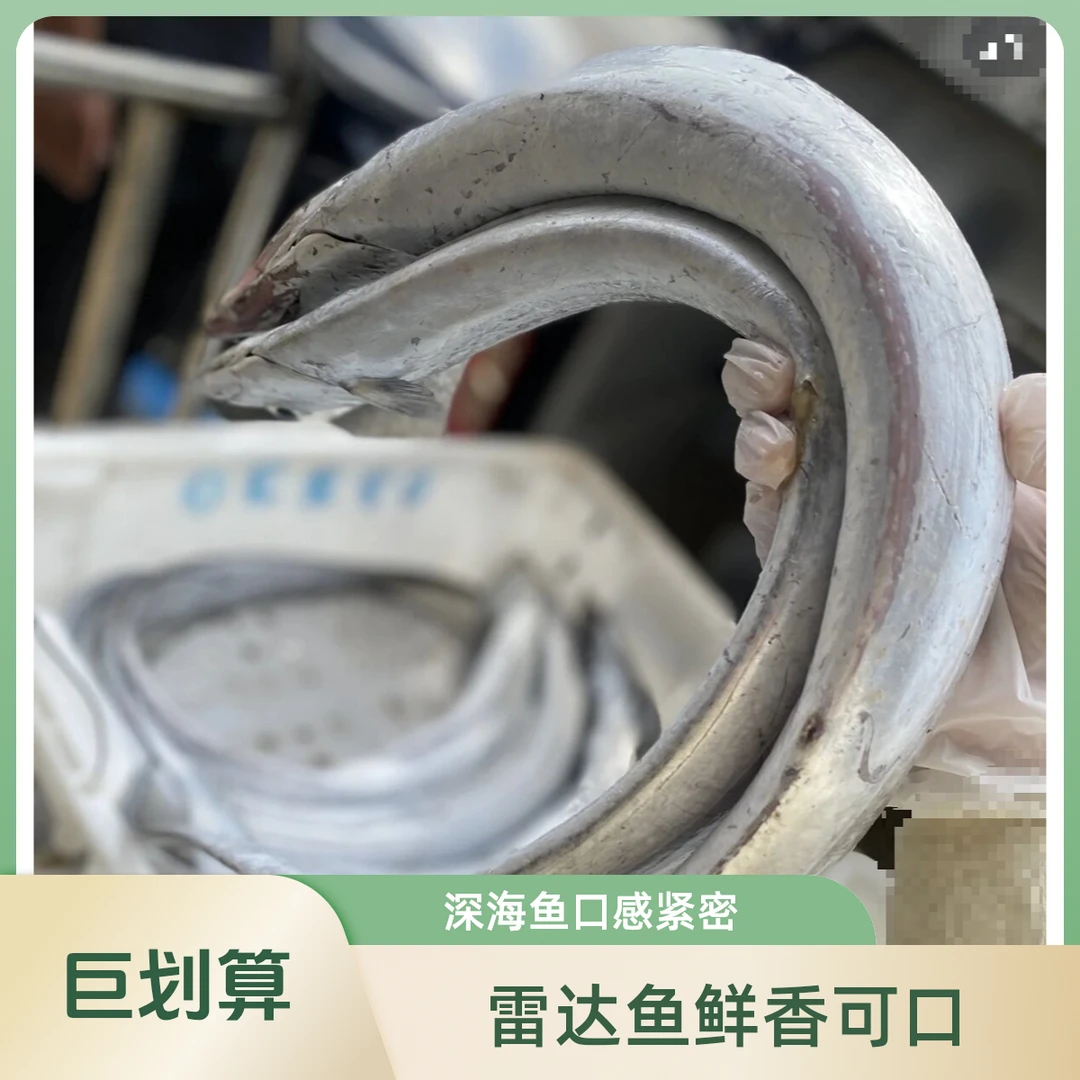 【现秤油带】舟山雷达网小眼睛油带鱼！深海鱼会破肚！介意破肚慎拍！