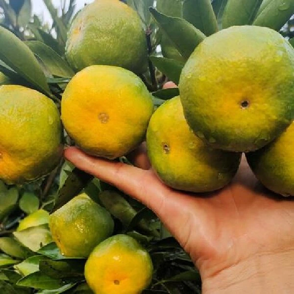 湖南高山橘子3斤5斤