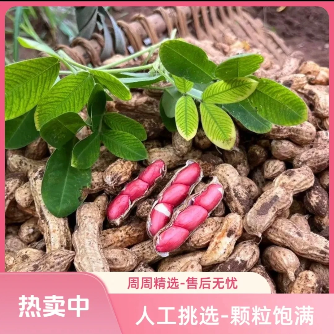 （现挖）现挖现发红皮花生红皮鲜花生小花生带壳带泥红衣湿花生