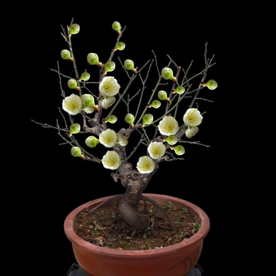 原生梅花《微盆景。掌中宝》一物一拍