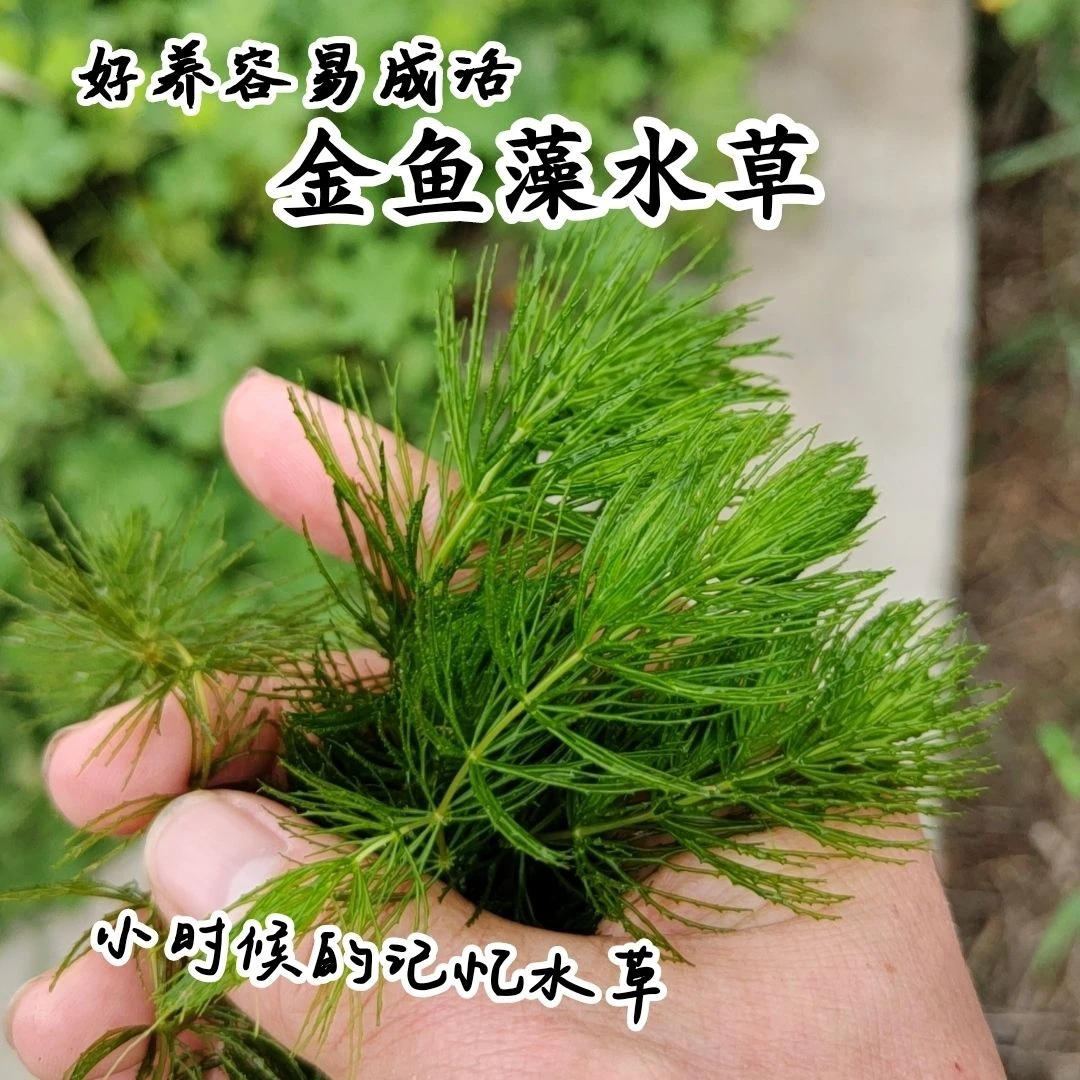金鱼藻水草淡水水族箱鱼缸造景挂卵繁殖降低氨氮净化水质好养易活