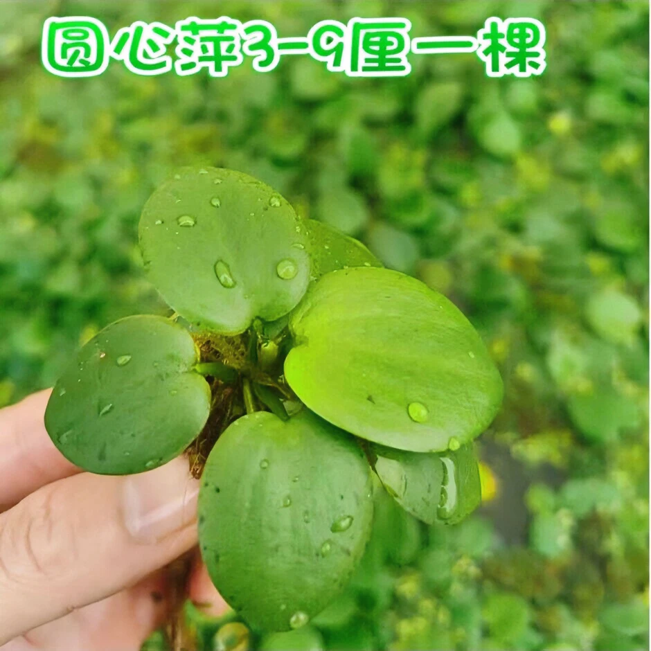 圆心萍豹纹萍浮萍水草净化水质水培绿植庭院鱼虾龟缸造景漂浮水草