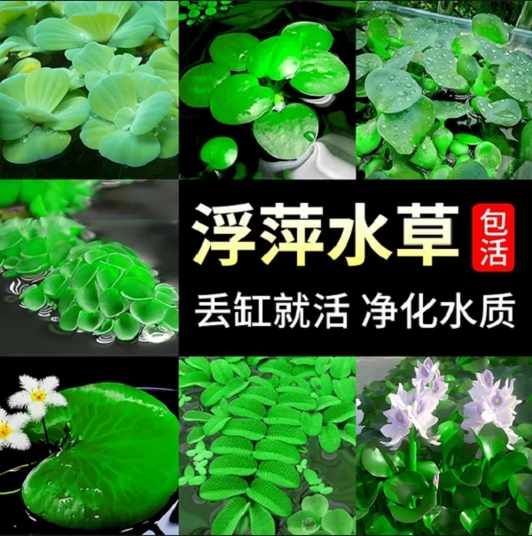 鱼缸造景净化水质肚兜萍水浮萍槐叶萍懒人水草一叶莲浮萍水培植物