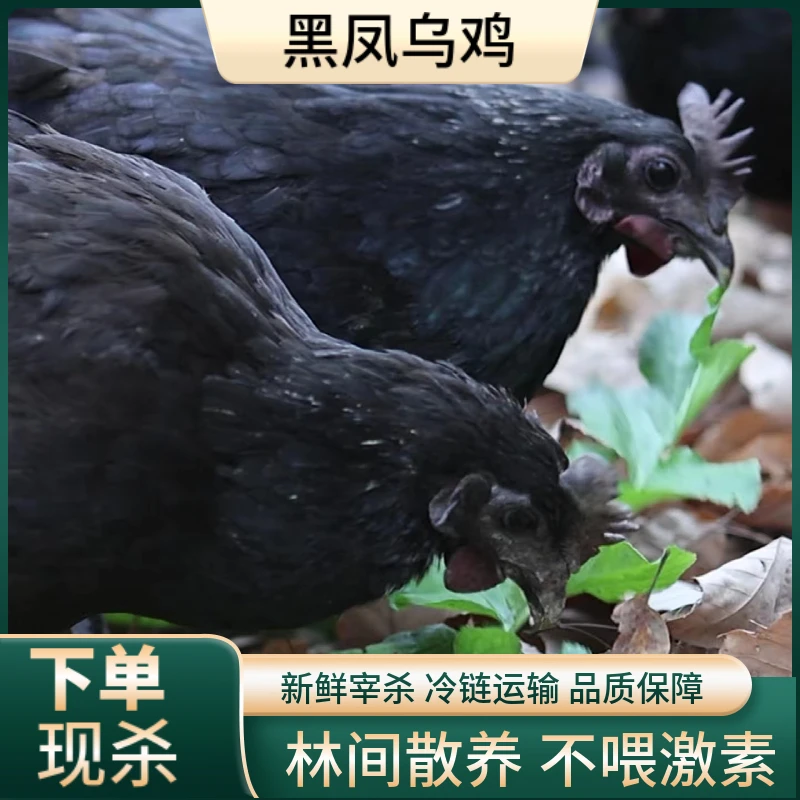 农家散养乌鸡黑凤凰五黑鸡母鸡三只加一只大公鸡 包邮到家  hz