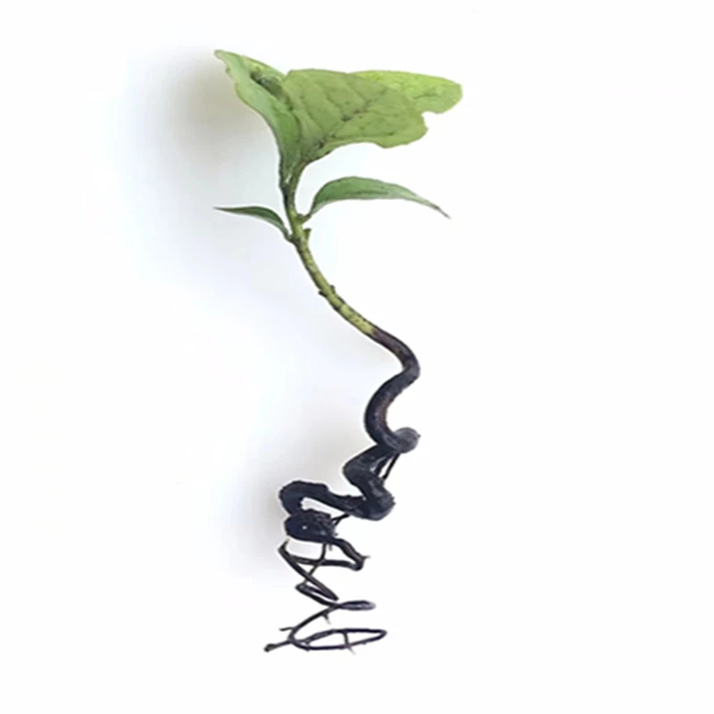 精品老鸦柿一物一拍