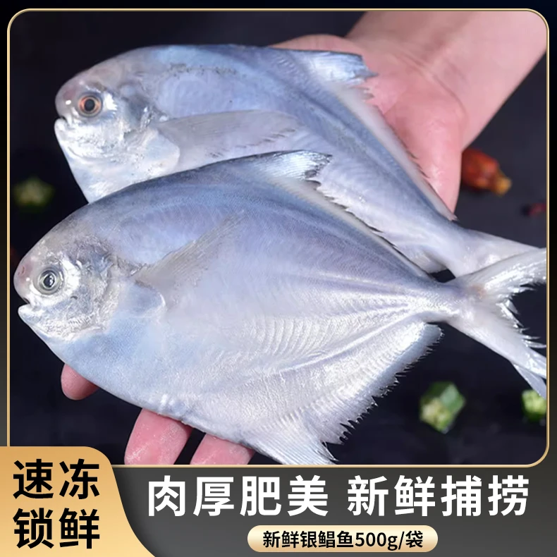 新鲜速冻银鲳鱼500g*5包 （7-8条/包） 鲜活冷冻清蒸美味肉质鲜嫩