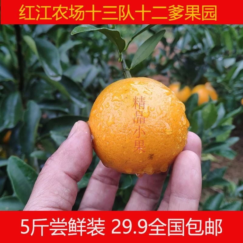 【5斤尝鲜装】廉江红江农场红江橙红橘头小果皮薄多汁全国包邮