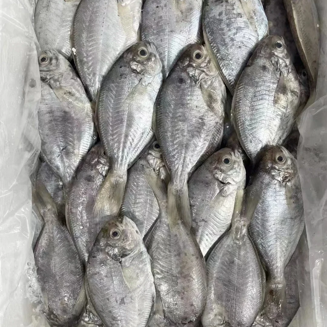 【上街弟海鲜】天然肉鲳鱼/连江/海鱼/肉质鲜嫩/紧实/野生