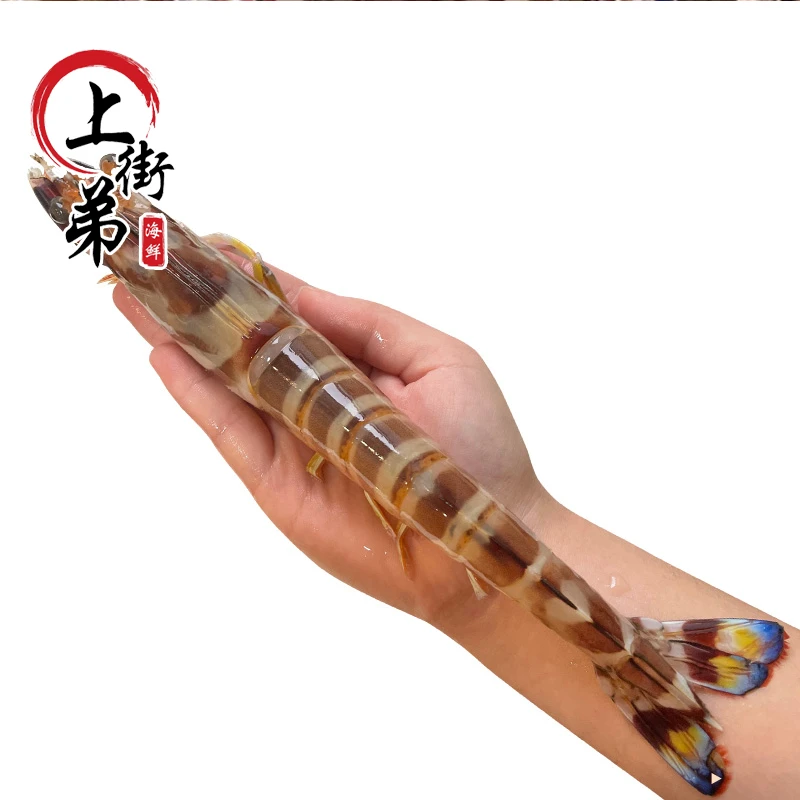 【上街弟海鲜】缺氧 大九节虾 福州发货 新鲜肉质鲜甜鲜活海捕