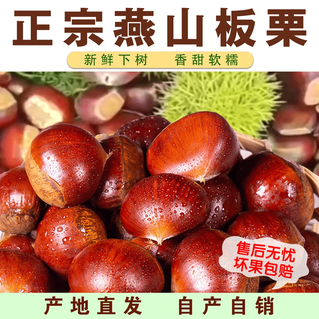 2024年燕山板栗3113新鲜板栗精选［中栗］软糯香甜鲜板栗产地直发