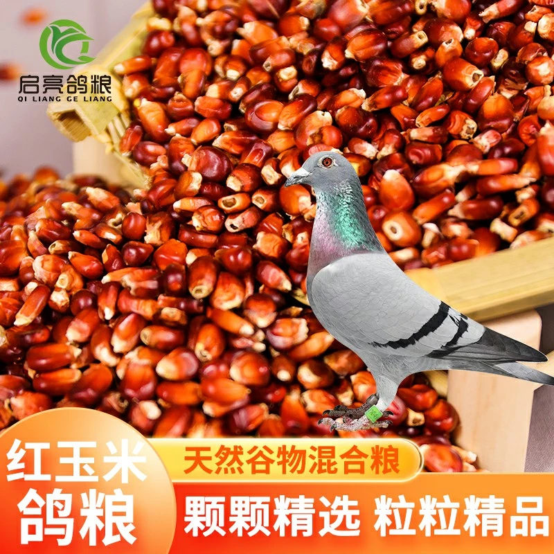 启亮鸽粮精选农家红玉米适用信鸽赛鸽观赏鸽2.5kg装包邮