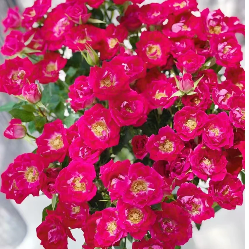 【独鬏鬏优选】A级鲜花 [波赛妮娜] 多头玫瑰 花头干净高级基地现摘