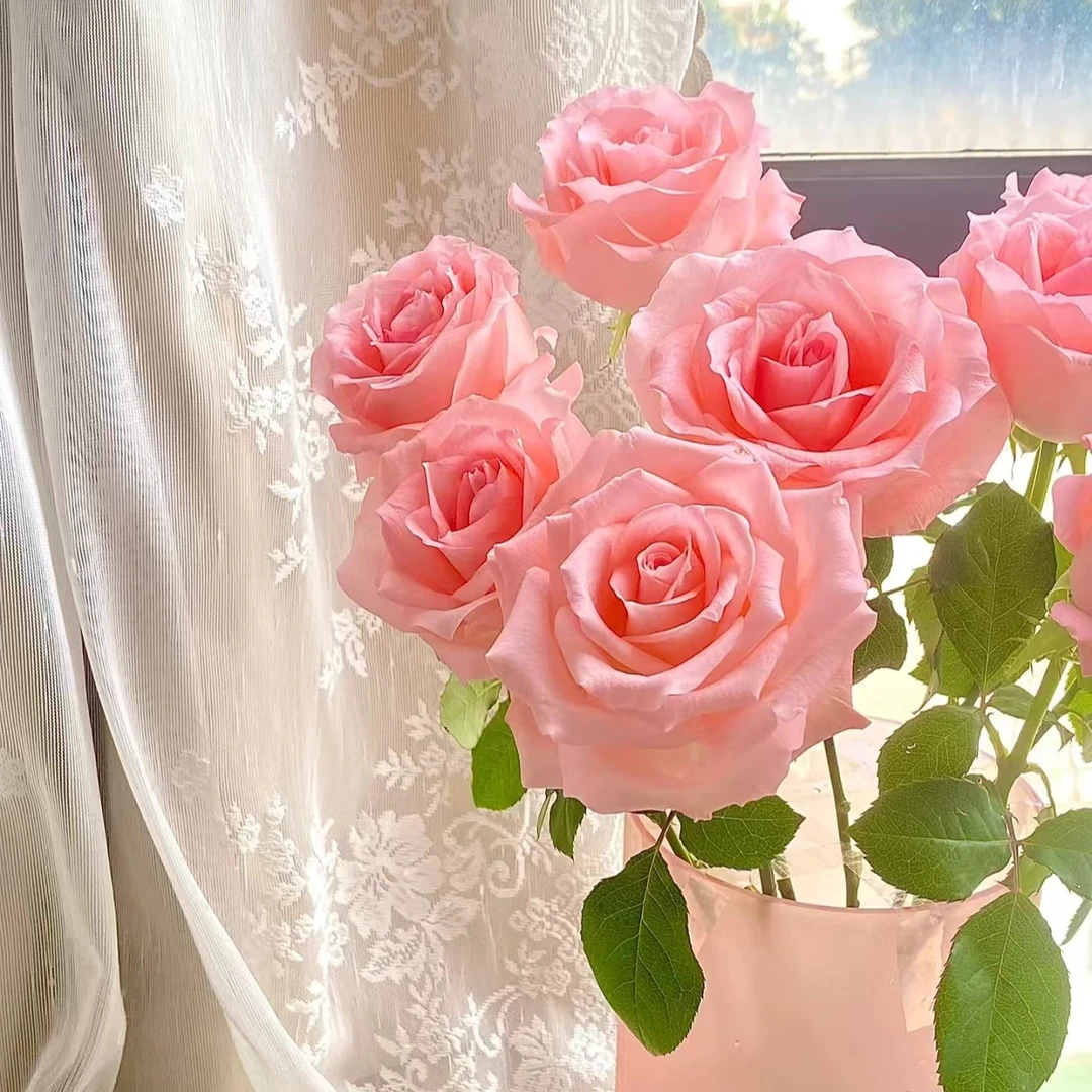 【独鬏鬏优选】A级鲜花 [戴安娜] 单头玫瑰 花瓣厚实 鲜活采摘配送