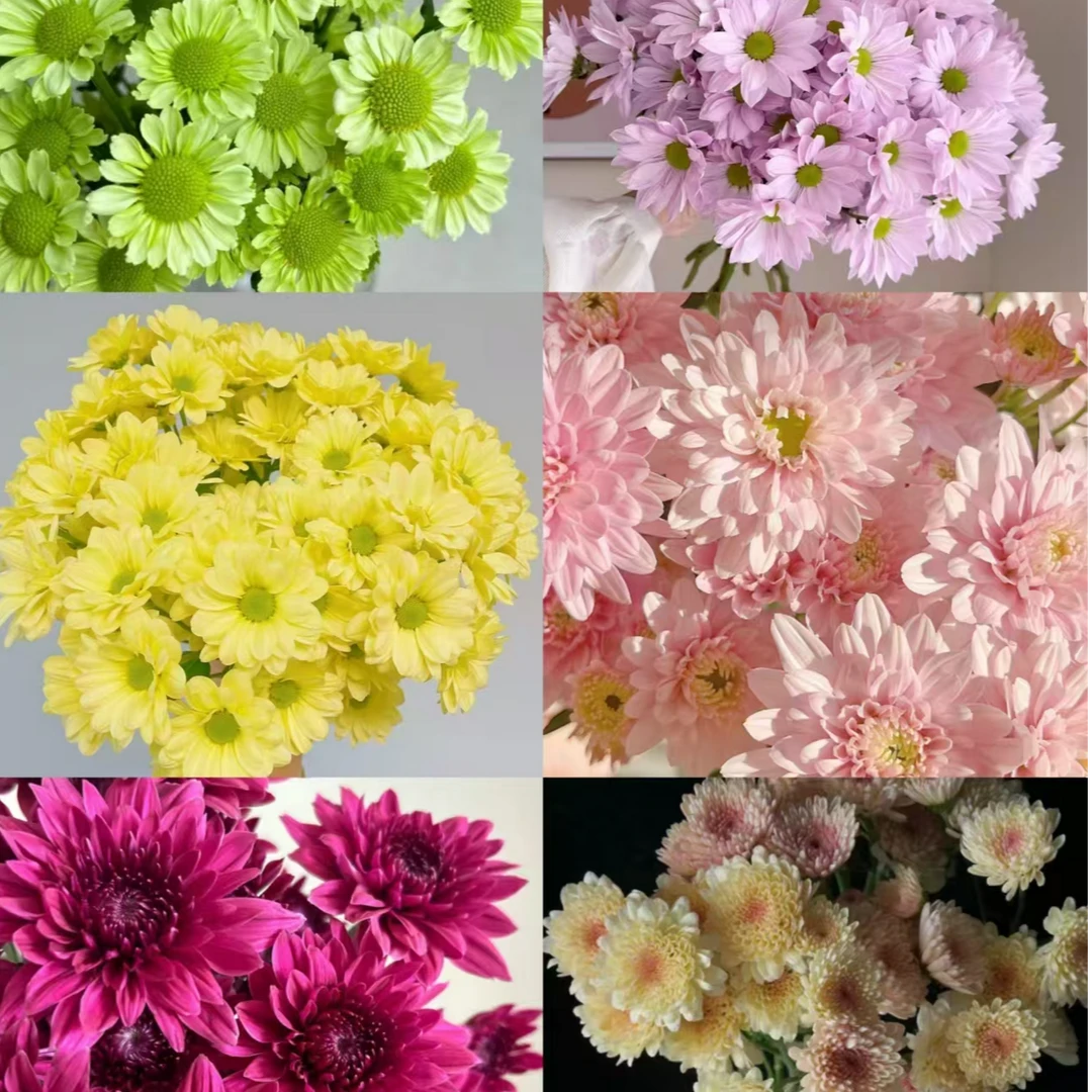 【独鬏鬏优选】很难遇见的稀有色小菊 现摘鲜活 顺丰冷链配送