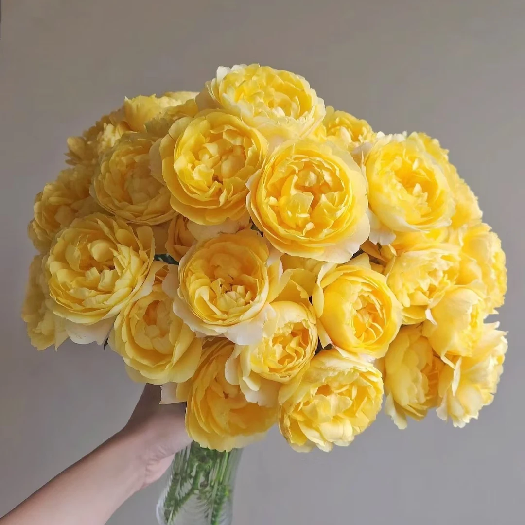 【独鬏鬏优选】云南稀有鲜花 [柠檬汁阳台] 多头玫瑰 顺丰配送