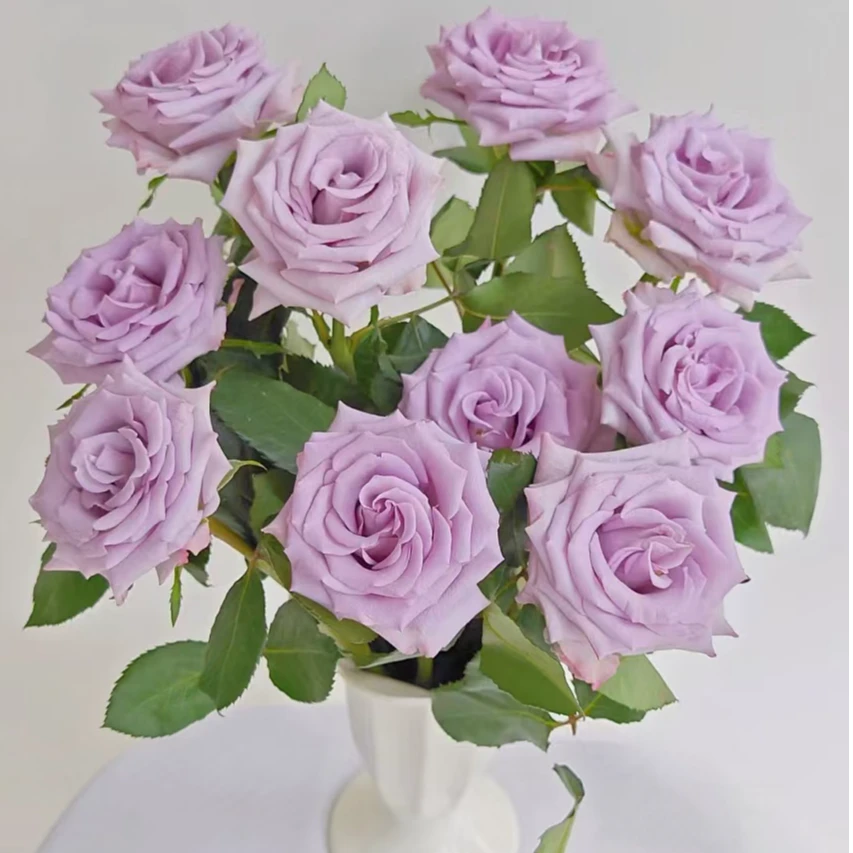 【独鬏鬏优选】A级鲜花 [海洋之歌] 玫瑰 瓶插装饰鲜活采摘配送