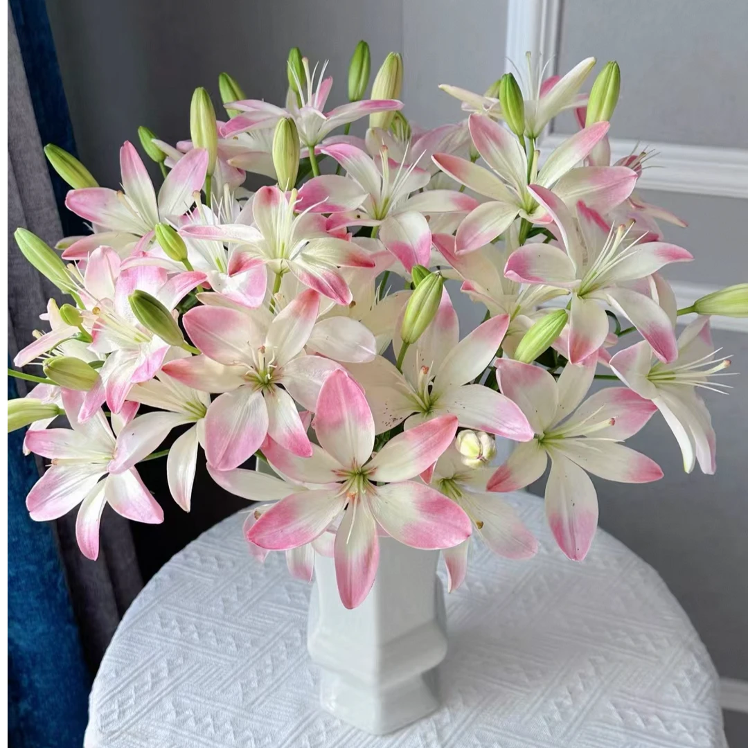 【独鬏鬏优选】A级鲜花 [萌萌哒] 百合 瓶插鲜切花 现采鲜活