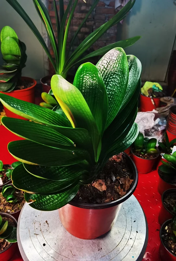 君子兰一物一拍花卉