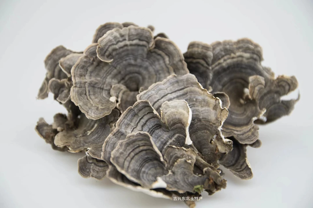 云芝野生云芝蘑云灵芝黄云芝东北长白山云芝栓孔菌煲汤煮水泡水