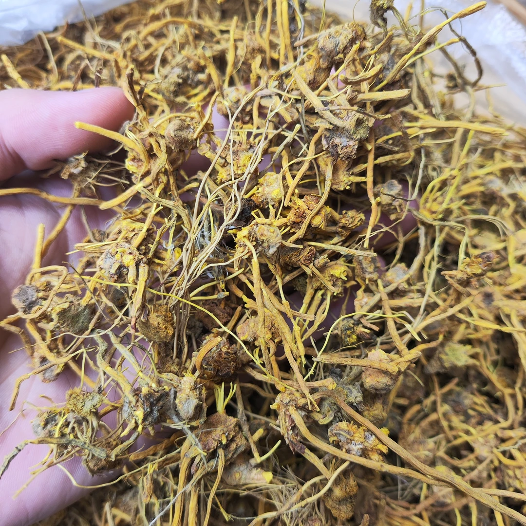 【龙须石斛】好物推荐