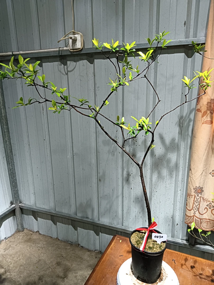 海岛春花中等货熟桩