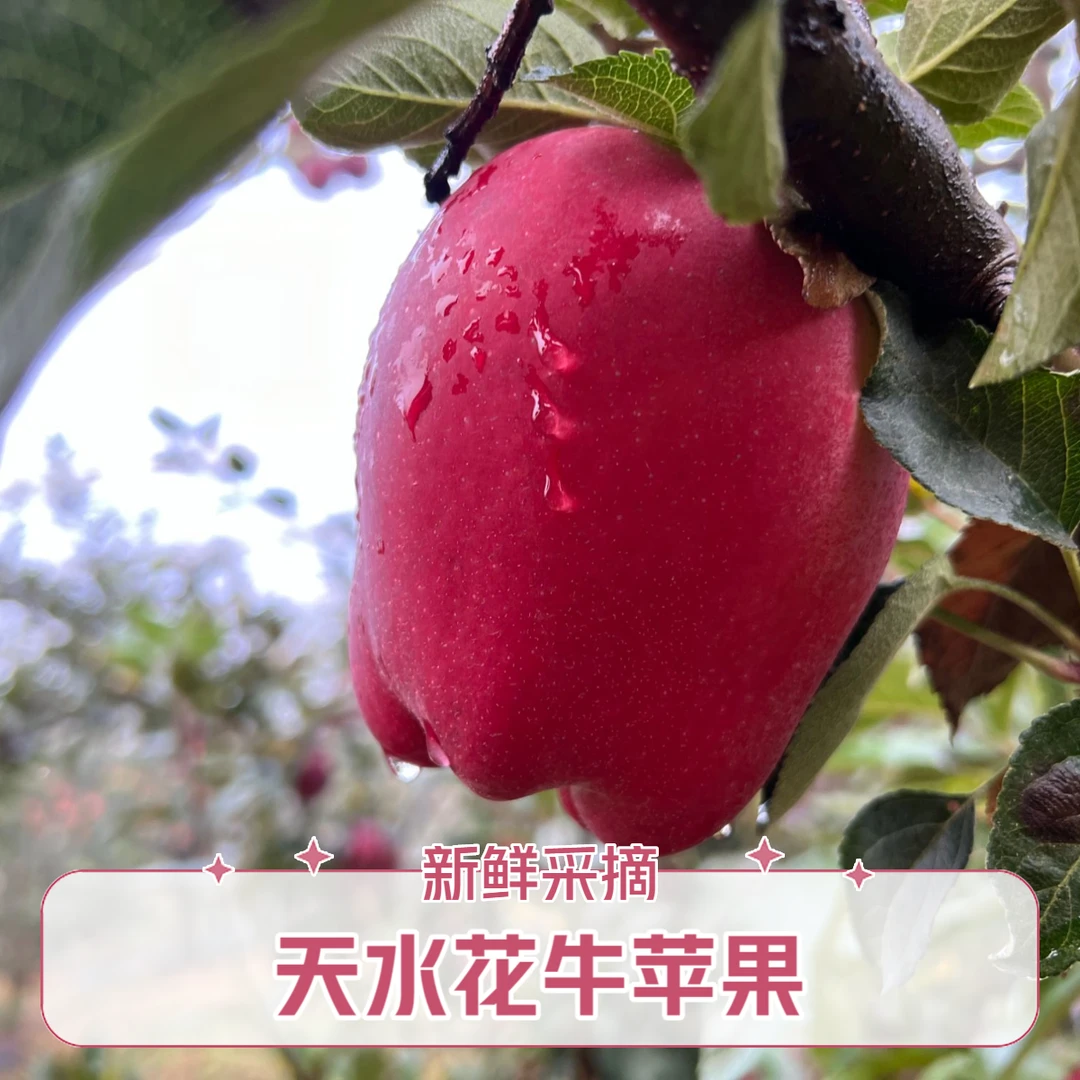 【顺丰/京东包邮】正宗花牛苹果  香甜可口 产地直发 品质保证