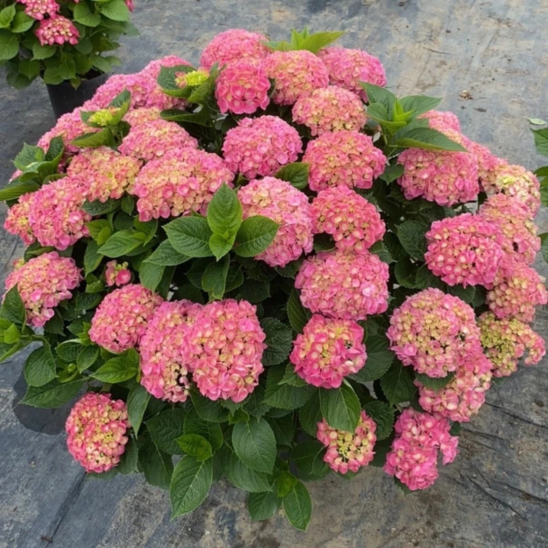 （含羞叶）大花绣球露天苗-花园庭院别墅盆栽地栽花卉绿植