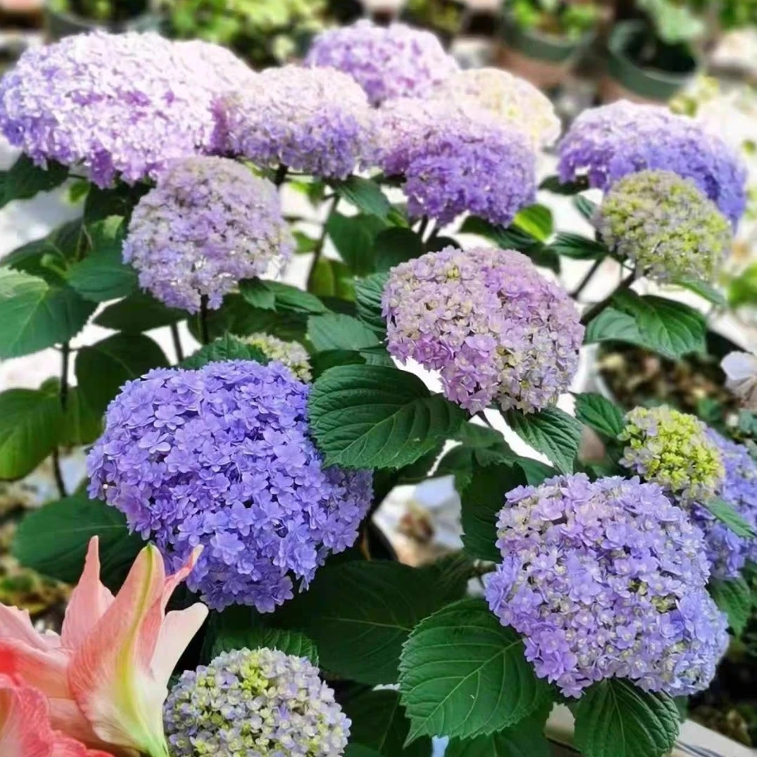 《花手鞠》大花绣球盆栽庭院阳台好养花卉植物