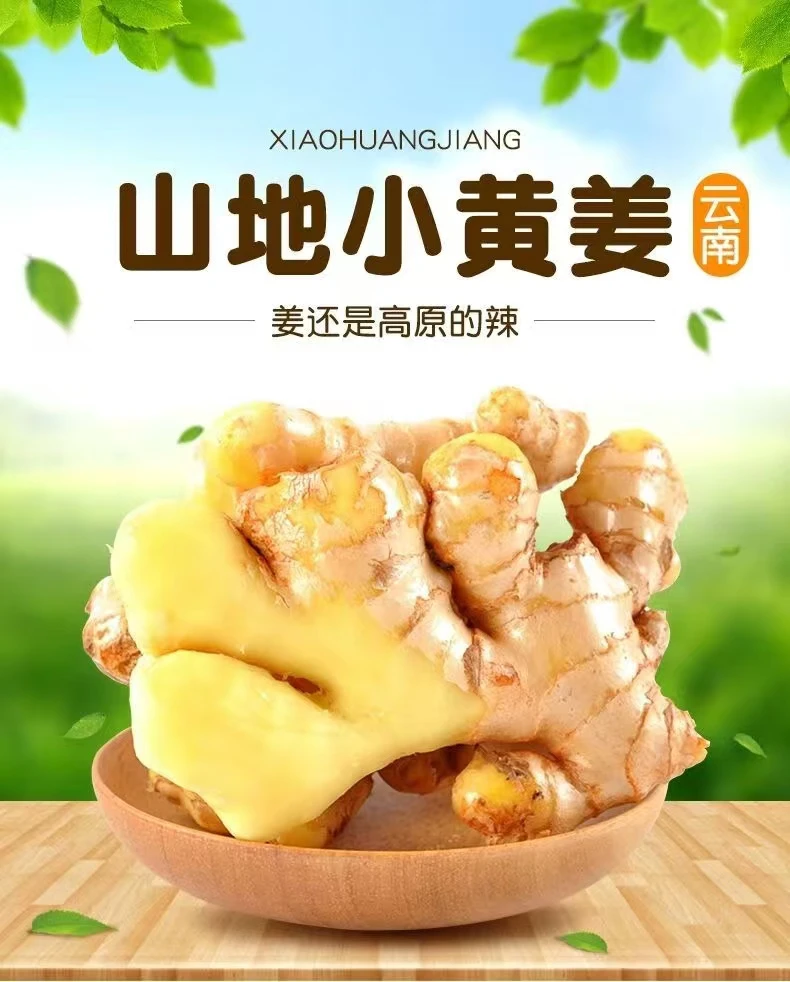 正宗云南高山小黄姜【现挖新姜】产地直销味浓辛辣