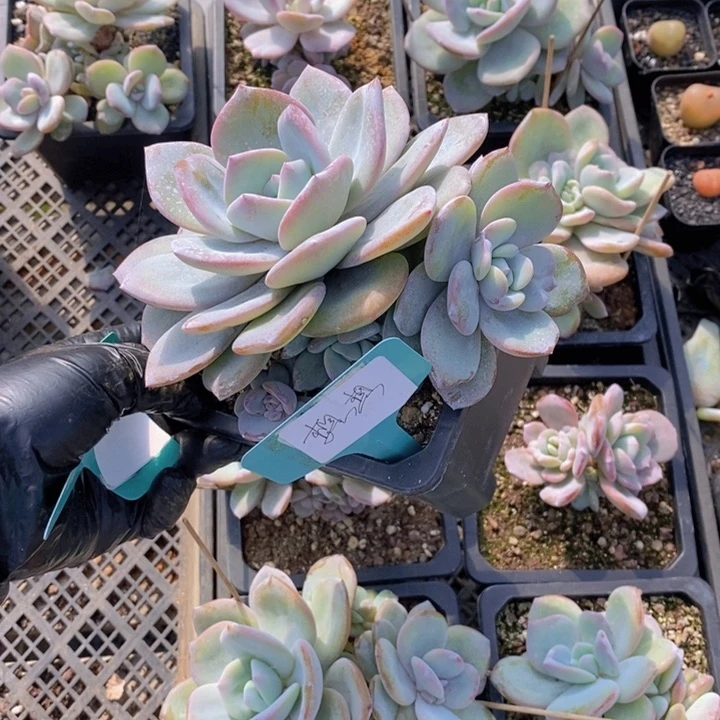 想*奶茶11111111117群