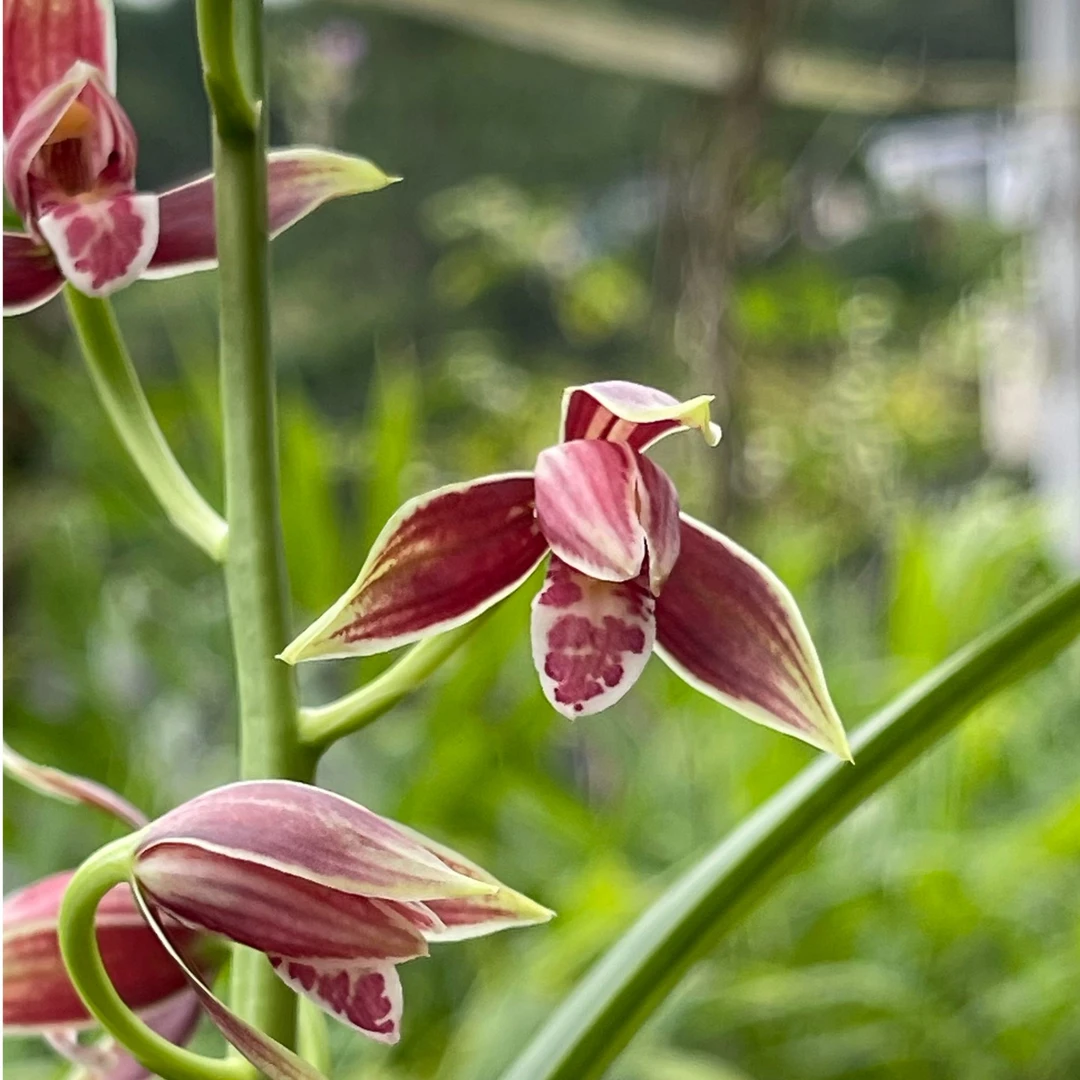 花仙子兰苑，秋榜兰花，花卉绿植，盆栽盆景。