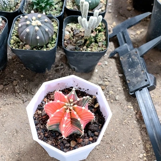 【闪购商品】1111111