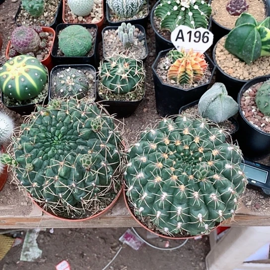 【闪购商品】?****?3333333