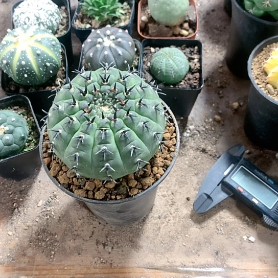 【闪购商品】黑****狗3333333