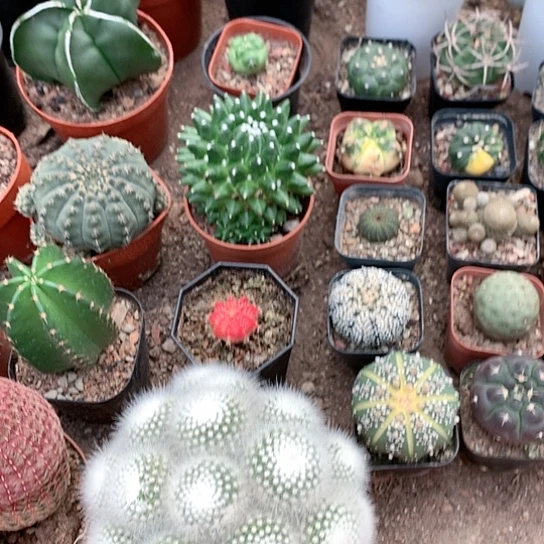 【闪购商品】香**拉33333