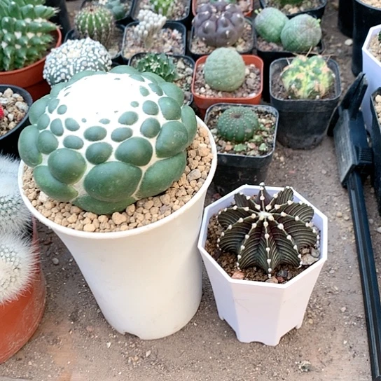 【闪购商品】宝***贸3333333