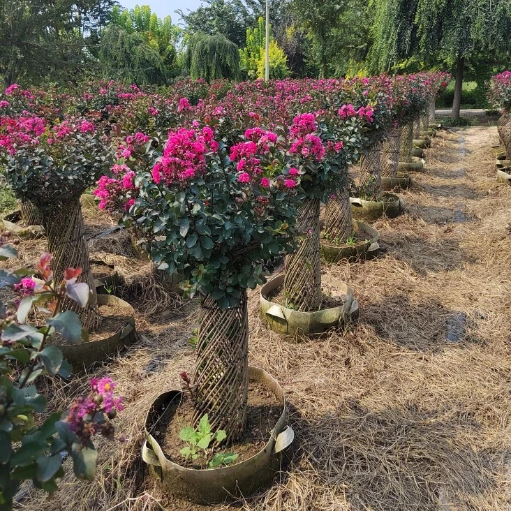 一米紫薇擎天柱，模具高度一米，总高度1.2米--1.3米