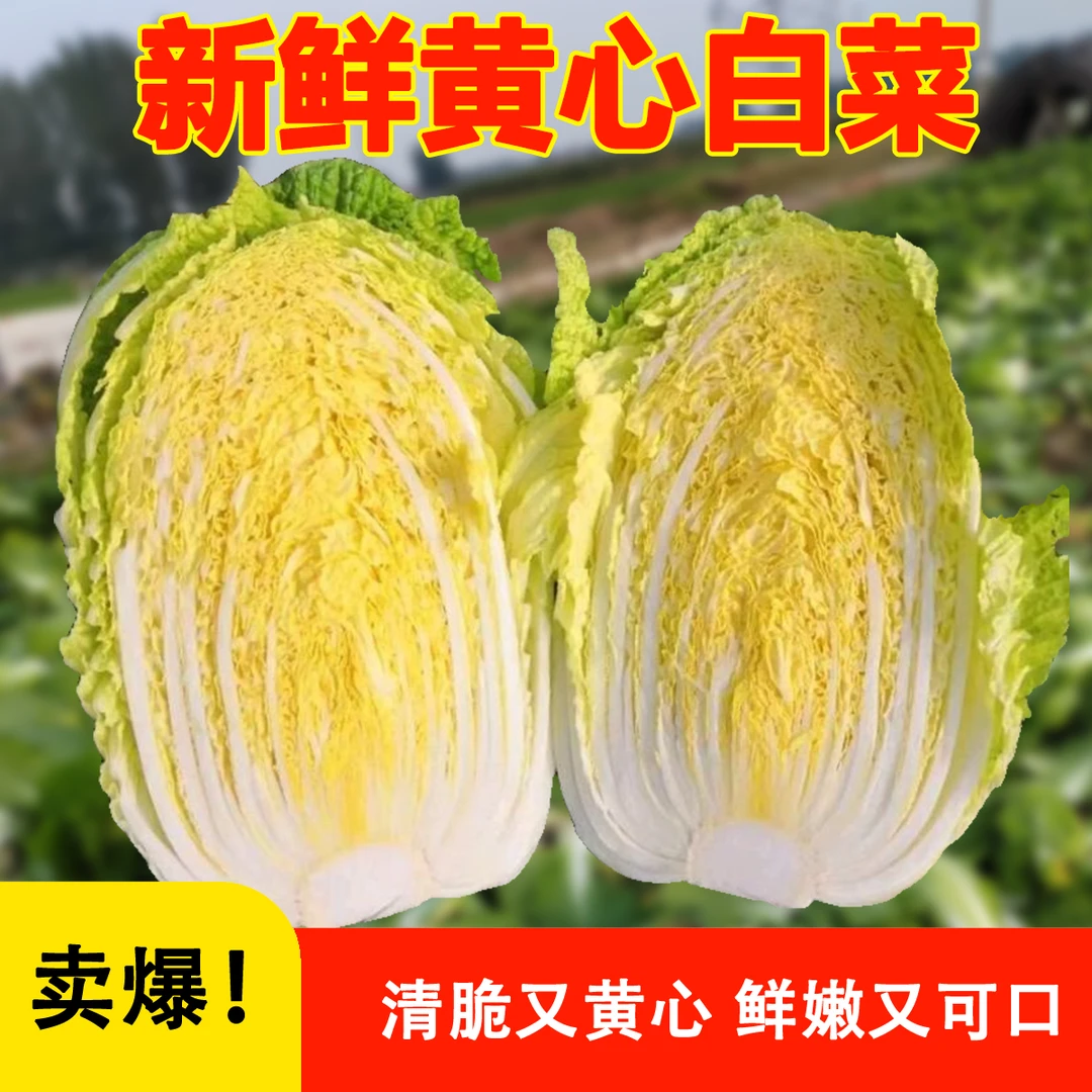 河北玉田京储黄心大白菜清脆新鲜现砍现发正宗鲜嫩农家种植美味