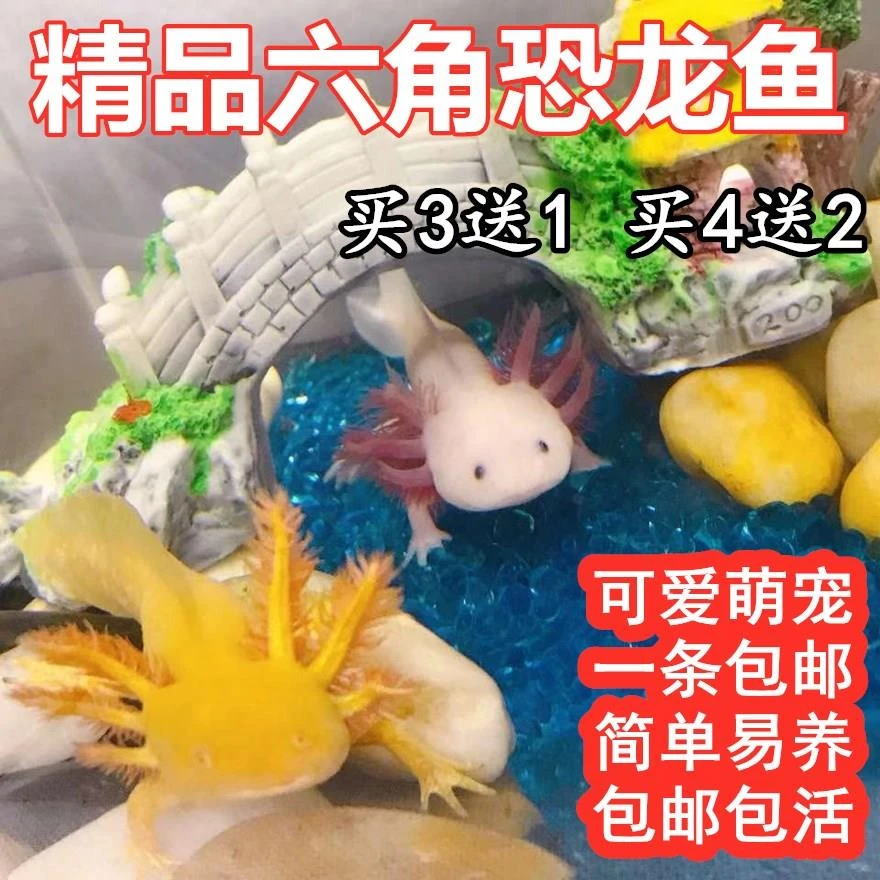 淡水冷水鱼六角恐龙鱼观赏鱼金鱼宠物鱼苗锦鲤鱼水族爬行宠物鱼